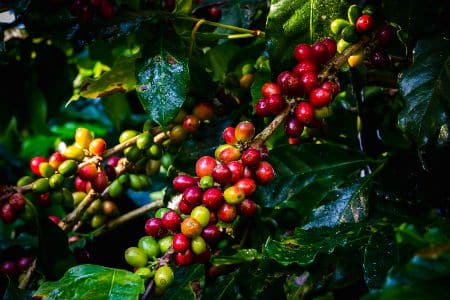 coltivazione caffe nel mondo